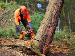 How Our Tree Care Process Works  in  Bay Hill, FL